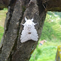 The White Ermine Moth