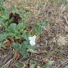 White Campion (Λευκή σιληνή)