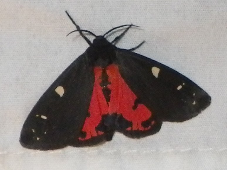 Placentia Tiger Moth