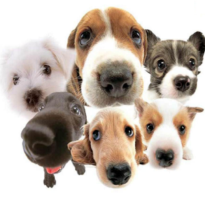 Animals Widgets.apk 1.0