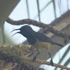 olive backed sunbird