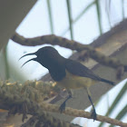 olive backed sunbird