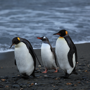 Penguin Wallpaper.apk 1.2