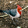 Red-crested