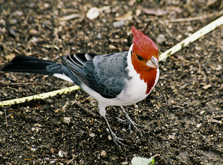 Red-crested