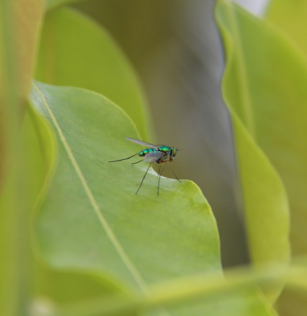 long-legged fly