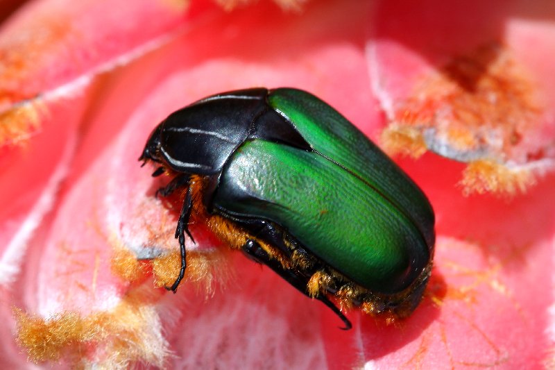 Green Protea Beetle