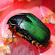 Green Protea Beetle