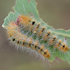 Unknown caterpillars