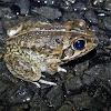 Rough Collared Frog