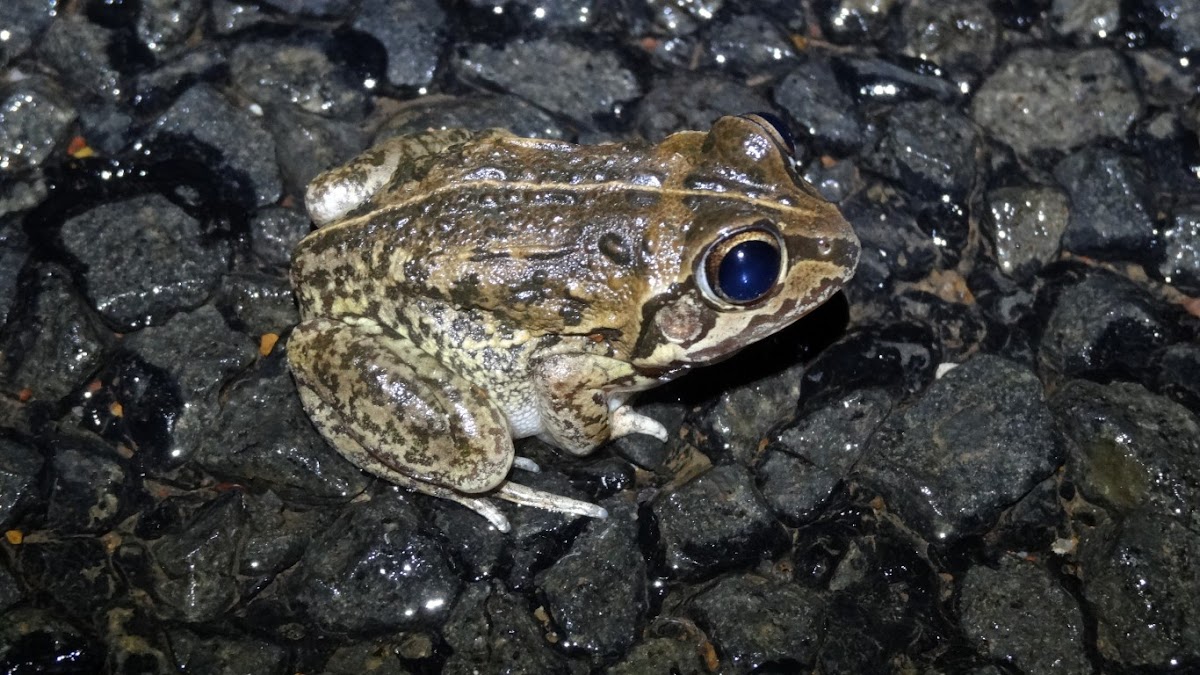 Rough Collared Frog