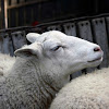 Oveja Común / Domestic sheep