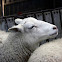 Oveja Común / Domestic sheep