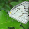 Striped Albatross (male)