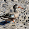 Northern Shoveler