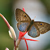 Blue-winged Eurybia