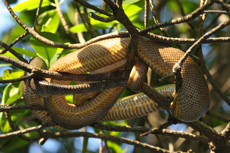 Cook's Tree Boa Project Noah