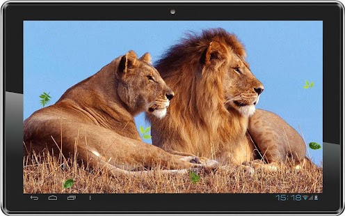 Lions Wild HD live wallpaper