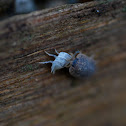 pillbug after hatching