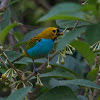 saira douradinha / Gilt-edged tanager