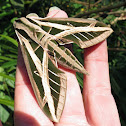 Banded sphinx moth