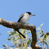 Grey Butcherbird