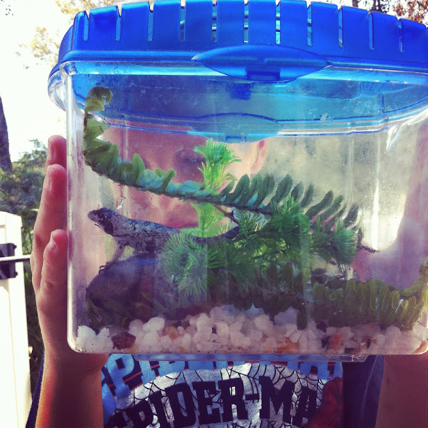 Blue bellied lizard Project Noah