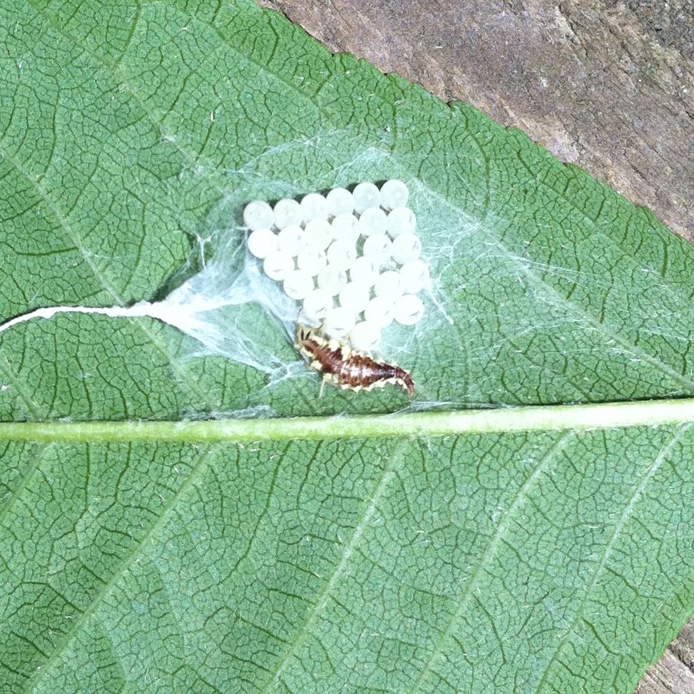 Brown Marmorated Stink Bug Eggs