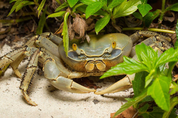 A land crab in the Cayman Islands.