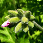 Geranio citronela, Pelargonium