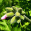 Geranio citronela, Pelargonium
