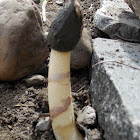 Ravenel's Stinkhorn