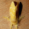 Yellow Tussock Moth?