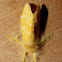 Yellow Tussock Moth?