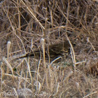 Meadow Pipit; Bisbita Común