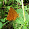Day Flier Moth (Geometridae)