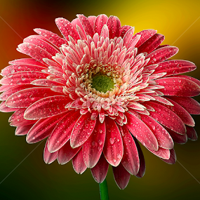 by Biljana Nikolic - Flowers Single Flower