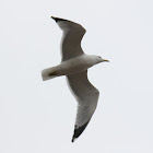 ring-billed gull
