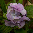 Hydrangea