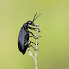 Black Blister Beetle
