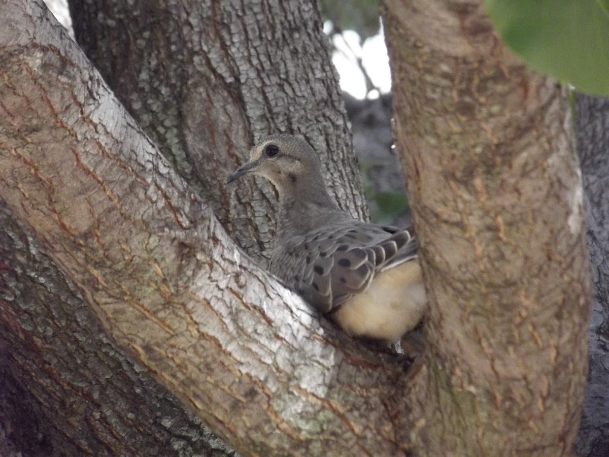 Mourning Dove (juvenile)