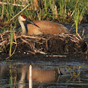 Sandhill Crane