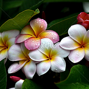 Pink Frangipani 47 by Mark Zouroudis - Flowers Flowers in the Wild
