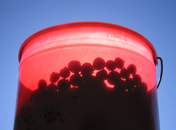 IMG_6375 Blueberry shadows