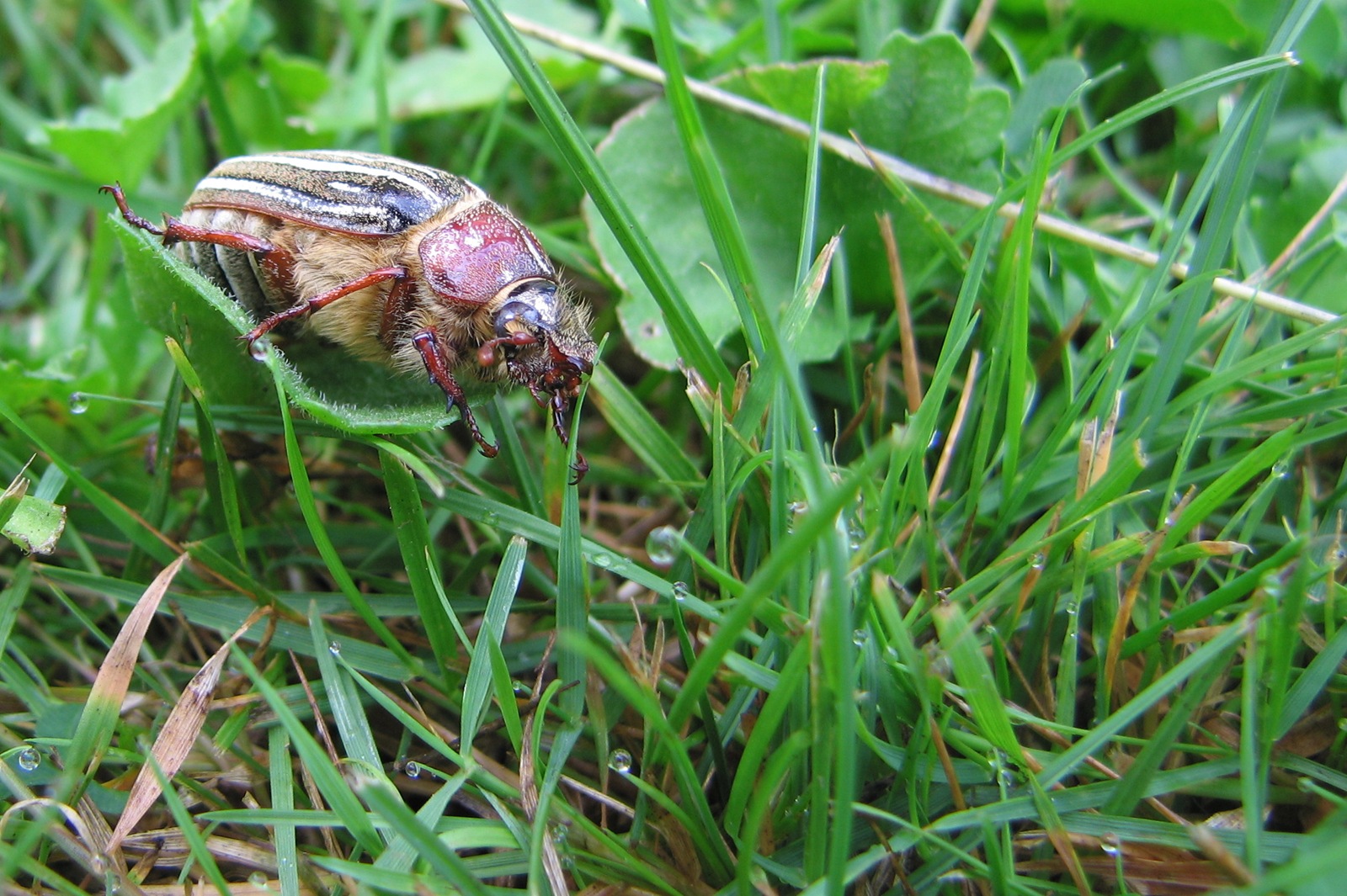 [IMG_6116-june-bug[2].jpg]