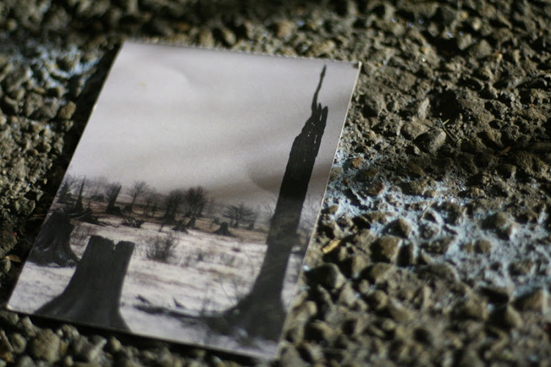 Clear-cut forest postcard on the ground