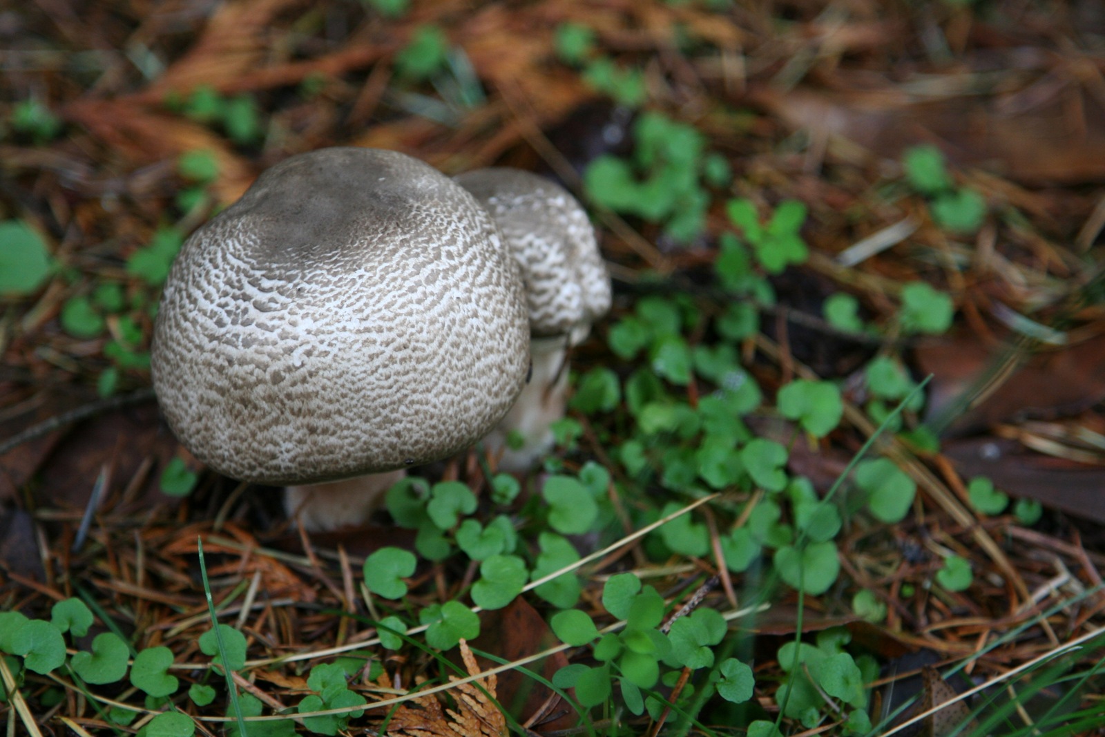 [img_3519 Fall mushrooms[2].jpg]