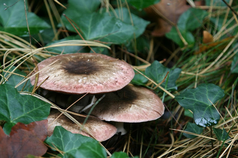 Fall mushrooms