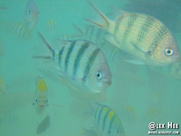 DSCF0700