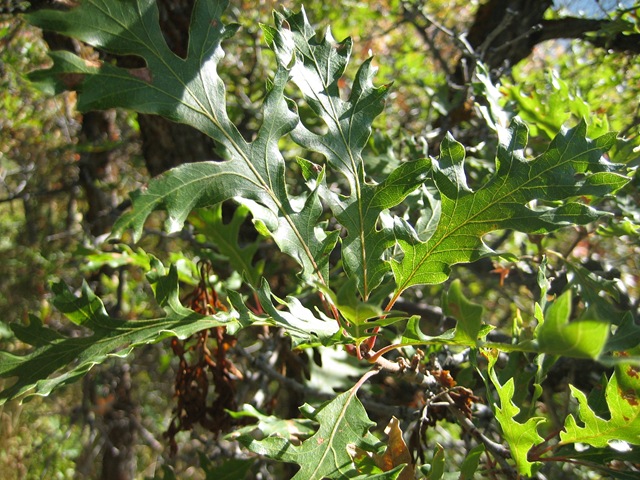 [Jeremy Hybrid Leaves Front[5].jpg]